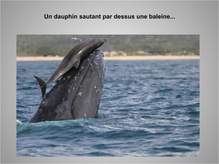 Un dauphin sautant par dessus une baleine...