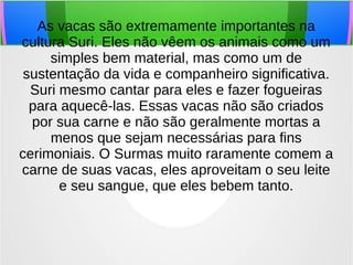 As vacas são extremamente importantes na
cultura Suri. Eles não vêem os animais como um
simples bem material, mas como um de
sustentação da vida e companheiro significativa.
Suri mesmo cantar para eles e fazer fogueiras
para aquecê-las. Essas vacas não são criados
por sua carne e não são geralmente mortas a
menos que sejam necessárias para fins
cerimoniais. O Surmas muito raramente comem a
carne de suas vacas, eles aproveitam o seu leite
e seu sangue, que eles bebem tanto.
 