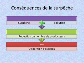 Conséquences de la surpêche
donc
Disparition d’espèces
Réduction du nombre de producteurs
Surpêche Pollution
 