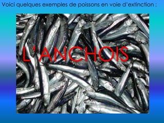 Voici quelques exemples de poissons en voie d’extinction :
L’ANCHOIS
 