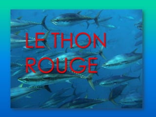 LE THON
ROUGE
 