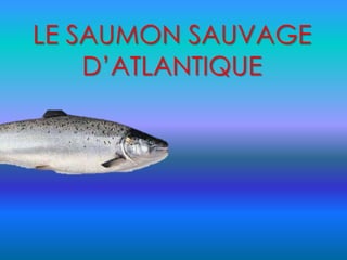 LE SAUMON SAUVAGE
D’ATLANTIQUE
 