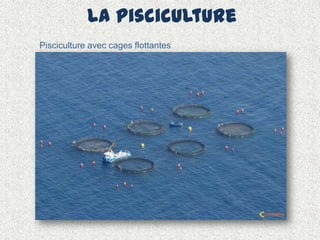 La pisciculture
Pisciculture avec cages flottantes
 