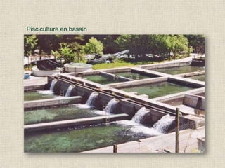 Pisciculture en bassin
 