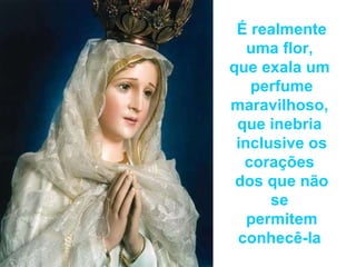 É realmente uma flor,  que exala um  perfume maravilhoso,  que inebria  inclusive os corações  dos que não se  permitem conhecê-la  