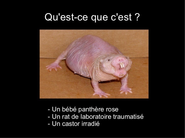 Surprises Du Monde Vivant I
