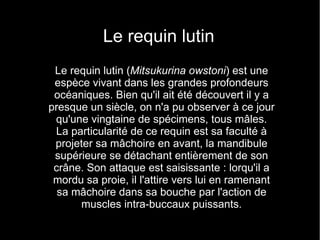 Le requin lutin
 Le requin lutin (Mitsukurina owstoni) est une
 espèce vivant dans les grandes profondeurs
 océaniques. Bien qu'il ait été découvert il y a
presque un siècle, on n'a pu observer à ce jour
 qu'une vingtaine de spécimens, tous mâles.
 La particularité de ce requin est sa faculté à
 projeter sa mâchoire en avant, la mandibule
 supérieure se détachant entièrement de son
 crâne. Son attaque est saisissante : lorqu'il a
 mordu sa proie, il l'attire vers lui en ramenant
  sa mâchoire dans sa bouche par l'action de
      muscles intra-buccaux puissants.
 