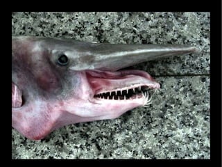 Surprises du monde vivant VIII