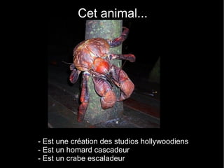 Cet animal...




- Est une création des studios hollywoodiens
- Est un homard cascadeur
- Est un crabe escaladeur
 