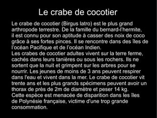 Le crabe de cocotier
Le crabe de cocotier (Birgus latro) est le plus grand
arthropode terrestre. De la famille du bernard-l’hermite,
il est connu pour son aptitude à casser des noix de coco
grâce à ses fortes pinces. Il se rencontre dans des îles de
l’océan Pacifique et de l’océan Indien.
Les crabes de cocotier adultes vivent sur la terre ferme,
cachés dans leurs tanières ou sous les rochers. Ils ne
sortent que la nuit et grimpent sur les arbres pour se
nourrir. Les jeunes de moins de 3 ans peuvent respirer
dans l'eau et vivent dans la mer. Le crabe de cocotier vit
trente ans et les plus grands spécimens peuvent avoir un
thorax de près de 2m de diamètre et peser 14 kg.
Cette espèce est menacée de disparition dans les îles
de Polynésie française, victime d'une trop grande
consommation.
 
