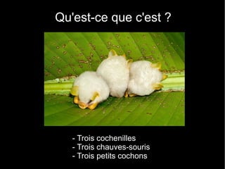 Qu'est-ce que c'est ?




   - Trois cochenilles
   - Trois chauves-souris
   - Trois petits cochons
 