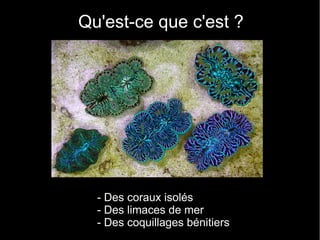 Qu'est-ce que c'est ?




  - Des coraux isolés
  - Des limaces de mer
  - Des coquillages bénitiers
 