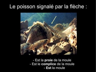 Le poisson signalé par la flèche :




           - Est la proie de la moule
        - Est le complice de la moule
                   - Est la moule
 
