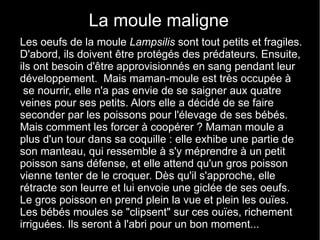 La moule maligne
Les oeufs de la moule Lampsilis sont tout petits et fragiles.
D'abord, ils doivent être protégés des prédateurs. Ensuite,
ils ont besoin d'être approvisionnés en sang pendant leur
développement. Mais maman-moule est très occupée à
 se nourrir, elle n'a pas envie de se saigner aux quatre
veines pour ses petits. Alors elle a décidé de se faire
seconder par les poissons pour l'élevage de ses bébés.
Mais comment les forcer à coopérer ? Maman moule a
plus d'un tour dans sa coquille : elle exhibe une partie de
son manteau, qui ressemble à s'y méprendre à un petit
poisson sans défense, et elle attend qu'un gros poisson
vienne tenter de le croquer. Dès qu'il s'approche, elle
rétracte son leurre et lui envoie une giclée de ses oeufs.
Le gros poisson en prend plein la vue et plein les ouïes.
Les bébés moules se "clipsent" sur ces ouïes, richement
irriguées. Ils seront à l'abri pour un bon moment...
 