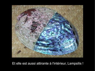 Et elle est aussi attirante à l'intérieur, Lampsilis !
 