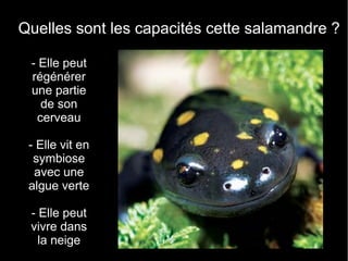 Quelles sont les capacités cette salamandre ?

 - Elle peut
 régénérer
 une partie
   de son
  cerveau

 - Elle vit en
  symbiose
  avec une
 algue verte

 - Elle peut
 vivre dans
   la neige
 