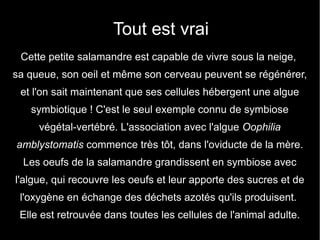 Tout est vrai
 Cette petite salamandre est capable de vivre sous la neige,
sa queue, son oeil et même son cerveau peuvent se régénérer,
 et l'on sait maintenant que ses cellules hébergent une algue
   symbiotique ! C'est le seul exemple connu de symbiose
     végétal-vertébré. L'association avec l'algue Oophilia
amblystomatis commence très tôt, dans l'oviducte de la mère.
  Les oeufs de la salamandre grandissent en symbiose avec
l'algue, qui recouvre les oeufs et leur apporte des sucres et de
 l'oxygène en échange des déchets azotés qu'ils produisent.
 Elle est retrouvée dans toutes les cellules de l'animal adulte.
 