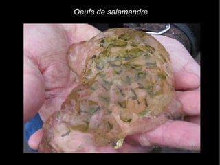 Oeufs de salamandre
 