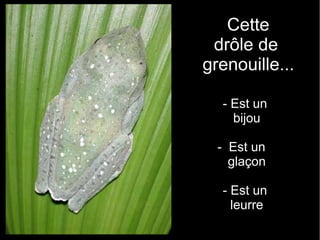 Cette
 drôle de
grenouille...

  - Est un
    bijou

  - Est un
    glaçon

  - Est un
    leurre
 