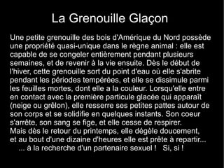 La Grenouille Glaçon
Une petite grenouille des bois d'Amérique du Nord possède
une propriété quasi-unique dans le règne animal : elle est
capable de se congeler entièrement pendant plusieurs
semaines, et de revenir à la vie ensuite. Dès le début de
l'hiver, cette grenouille sort du point d'eau où elle s'abrite
pendant les périodes tempérées, et elle se dissimule parmi
les feuilles mortes, dont elle a la couleur. Lorsqu'elle entre
en contact avec la première particule glacée qui apparaît
(neige ou grêlon), elle resserre ses petites pattes autour de
son corps et se solidifie en quelques instants. Son coeur
s'arrête, son sang se fige, et elle cesse de respirer.
Mais dès le retour du printemps, elle dégèle doucement,
et au bout d'une dizaine d'heures elle est prête à repartir...
    ... à la recherche d'un partenaire sexuel ! Si, si !
 