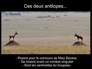 Ces deux antilopes...




- Posent pour le concours de Miss Savane
   - Se toisent avant un combat singulier
      - Sont les sentinelles du troupeau
 