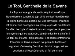 Le Topi, Sentinelle de la Savane
    Le Topi est une grande antilope qui vit en Afrique.
Naturellement curieux, le topi aime scruter régulièrement
 la plaine herbeuse, perché sur une termitière. Pourtant,
cet animal très courageux n'a presque pas de prédateurs.
En effet, les topis n'hésitent pas à charger les léopards et
les hyènes qui les attaquent, et même les lions à l'affût !
Le topi est étourdi : bien souvent, il se laisse entraîner à
    traverser le fleuve avec un troupeau de buffles en
  migration. Ce n'est qu'arrivé sur l'autre berge qu'il se
      souvient qu'il est sédentaire et fait demi-tour.
 