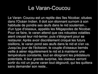 Le Varan-Coucou
Le Varan- Coucou est un reptile des îles Nicobar, situées
dans l'Océan Indien. Il doit son étonnant surnom à son
habitude de pondre ses œufs dans le nid souterrain...
d'un type d'oiseaux, appelés les Mégapodes de Nicobar.
Pour ce faire, le varan attend que ces robustes volatiles
aient creusé leur nid-terrier, puis s'éloignent pour se
restaurer. Après avoir discrètement croqué les futurs
oisillons, le varan pond ses œufs dans le nid et s'en va.
Jusqu'au jour de l'éclosion, le couple d'oiseaux bernés
veille à aérer régulièrement le nid et à maintenir une
température constante, tout en éloignant les prédateurs
potentiels. A leur grande surprise, les oiseaux verront
sortir du nid un jeune varan tout dégourdi, qui les quittera
sans demander son reste..
 