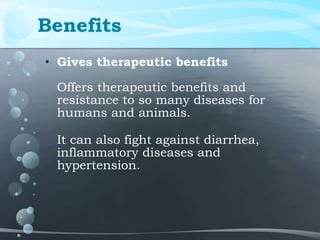 Surprising health benefits of laban | PPTX