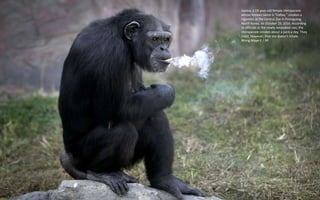 Azalea, a 19-year-old female chimpanzee
whose Korean name is "Dallae," smokes a
cigarette at the Central Zoo in Pyongyang,
North Korea, on October 19, 2016. According
to officials at the newly renovated zoo, the
chimpanzee smokes about a pack a day. They
insist, however, that she doesn’t inhale.
Wong Maye-E / AP
 