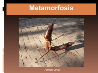 Metamorfosis Anabel Ortíz 