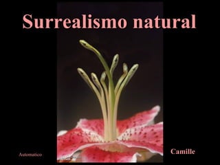 Surrealismo natural Camille Automatico 