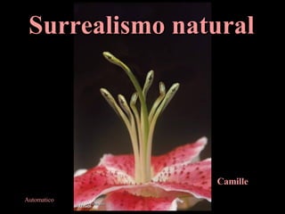Surrealismo natural Camille Automatico 