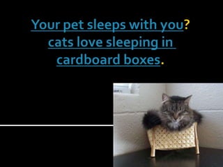 Your pet sleeps with you? cats love sleeping in cardboard boxes. 