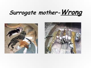 Surrogate mother-Wrong
 
