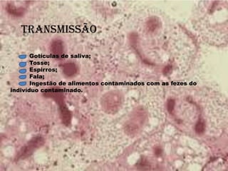 TRANSMISSÃO
Gotículas de saliva;
Tosse;
Espirros;
Fala;
Ingestão de alimentos contaminados com as fezes do
indivíduo contaminado.
 