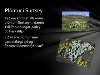 Þegar gosinu lauk var stærð Surtseyjar 2,7 km. 40 árum eftir gosið hefur eyjan minnkað um tæpan helming Fyrsti fuglinn til að verpa í Surtsey var fíllinn og það var árið 1970Teista hóf síðan varp í Surtsey ári seinna
