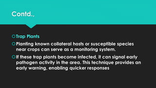 Contd.,
Trap Plants
Planting known collateral hosts or susceptible species
near crops can serve as a monitoring system.
If these trap plants become infected, it can signal early
pathogen activity in the area. This technique provides an
early warning, enabling quicker responses
 