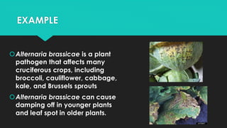 EXAMPLE
Alternaria brassicae is a plant
pathogen that affects many
cruciferous crops, including
broccoli, cauliflower, cabbage,
kale, and Brussels sprouts
Alternaria brassicae can cause
damping off in younger plants
and leaf spot in older plants.
 