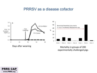 Surveillance and disease control approaches for pigs and their application to ASF