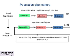 Surveillance and disease control approaches for pigs and their application to ASF