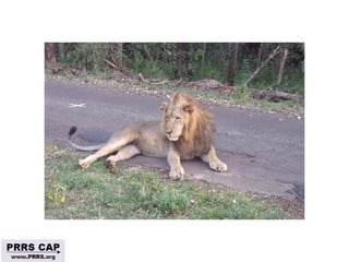 Surveillance and disease control approaches for pigs and their application to ASF