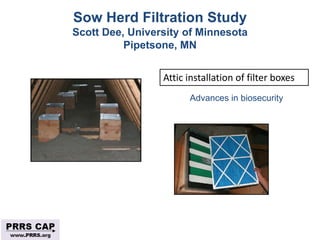 Surveillance and disease control approaches for pigs and their application to ASF