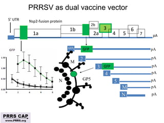 Surveillance and disease control approaches for pigs and their application to ASF