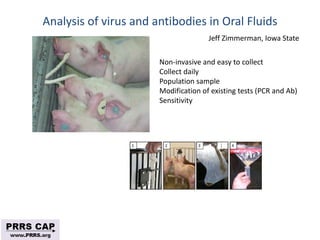 Surveillance and disease control approaches for pigs and their application to ASF