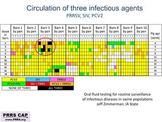 Surveillance and disease control approaches for pigs and their application to ASF