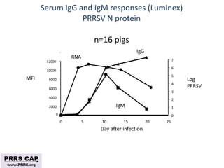 Surveillance and disease control approaches for pigs and their application to ASF