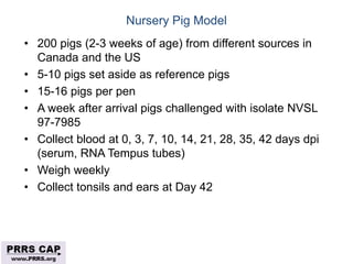 Surveillance and disease control approaches for pigs and their application to ASF