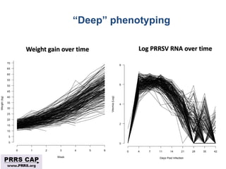 Surveillance and disease control approaches for pigs and their application to ASF