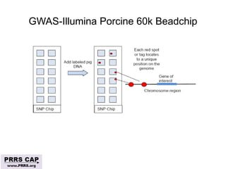 Surveillance and disease control approaches for pigs and their application to ASF