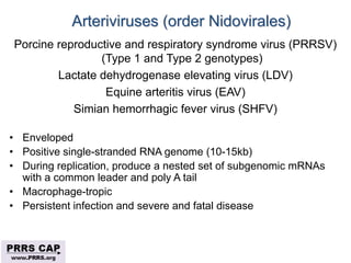 Surveillance and disease control approaches for pigs and their application to ASF